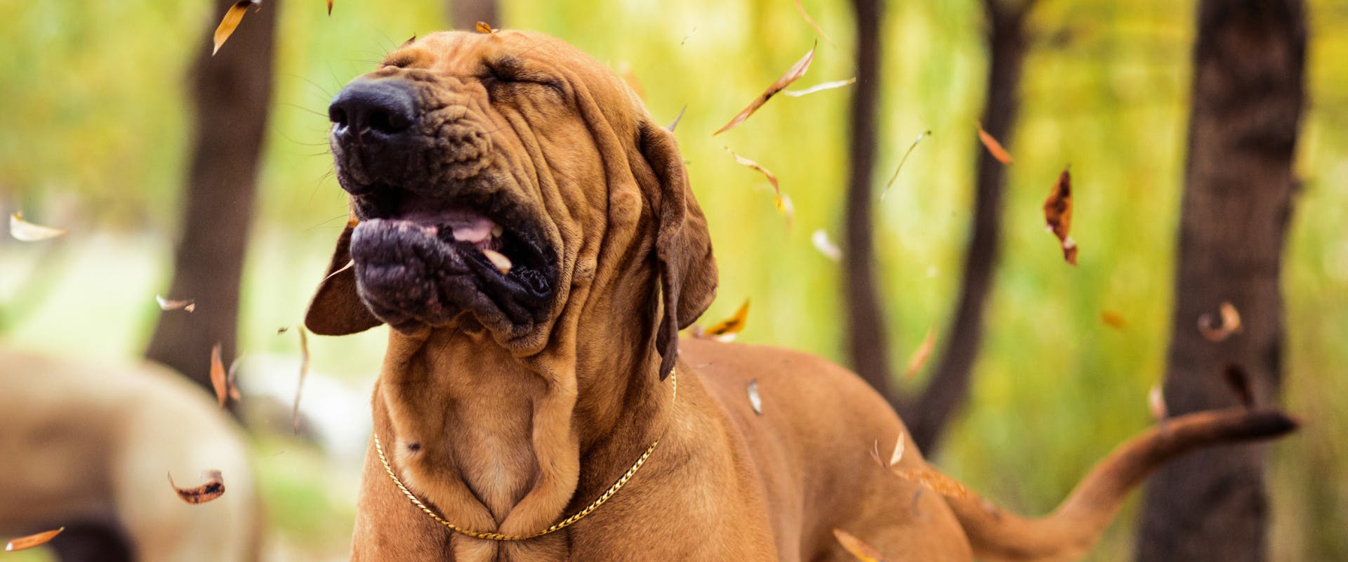 Weird dog names outlet